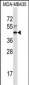 RPL3 Antibody (Center)